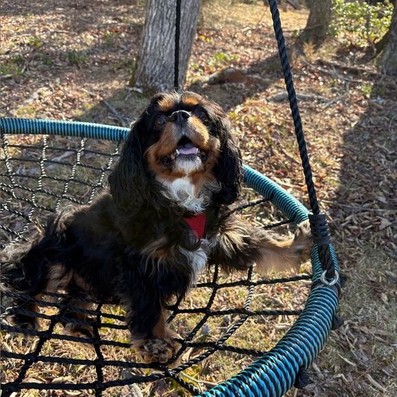 My closet is worth checking out! I spy 🦋! Read below.🐾 - Picture 2 of 7
